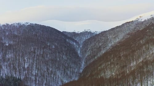 High Snowy Mountain Covered with Evergreen Fir Trees on a Sunny Cold Day