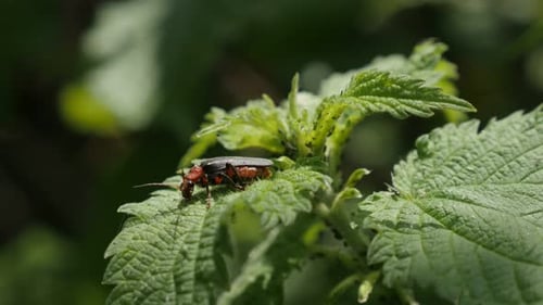 Scoléoptère commun européen sur une plante d'ortie, gros plan 4K 2160p, 30 images par seconde, vidéo UltraHD - Lampyris