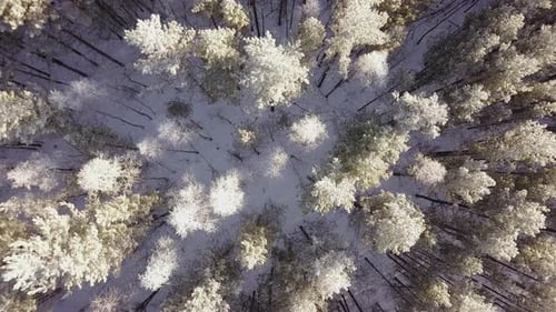 Winter Forest From Above