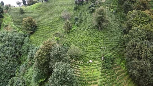 Fresh green tea terrace farm on the hill at Rize province in Turkey