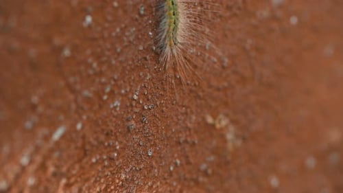 Caterpillar