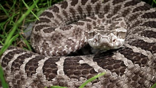 Rattlesnake Coiled in Grass Close Up