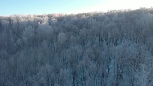Winter white forest in the early morning before sunrise