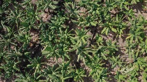 Aerial Top View Of A Banana Plantation In Tenerife