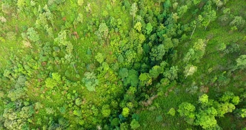 Top View of Mountain and Forest