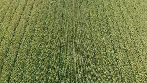 Aerial View with a Drone of a Field of Corn Flowered Perfectly Sown