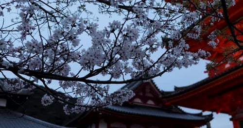 Cherry Blossoms Next to Traditional Building