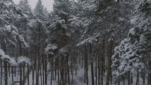 Winter forest. The camera rises from the depths of the forest to the top and flies above the trees 3