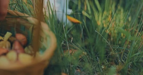 Mushroom Harvesting in Rural Meadow, Basket Being Filled