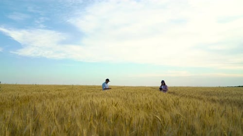 Team of agronomists checking ripeness of crops in wheat field in summer