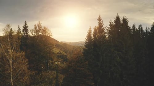 Soleil sur les pins au sommet de la montagne