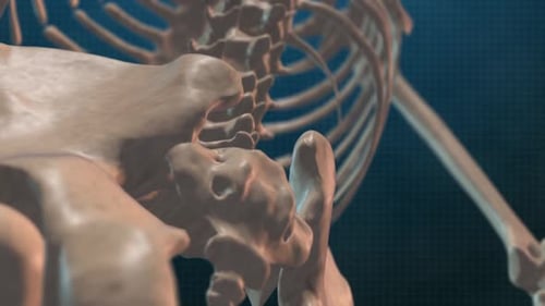 3D Human Skeleton Spine and Rib Cage Rotation