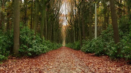 Ein Eindruck von Naturfarbenszene im Herbst, fallendes Laub auf den Straßen. Ein typischer Herbstblick