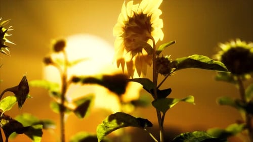 Große schöne Sonnenblumen bei Sonnenuntergang