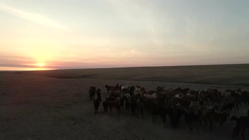 Wild Horses Running. Herd of Horses, Mustangs Running on Steppes To River. Hdr Slow Motion