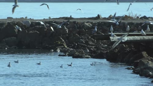Flock Of Seagulls Group Flying On The Sea Beach
