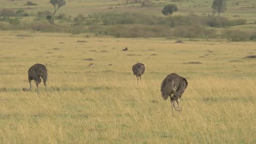 Female ostriches and a Thomsons gazelle