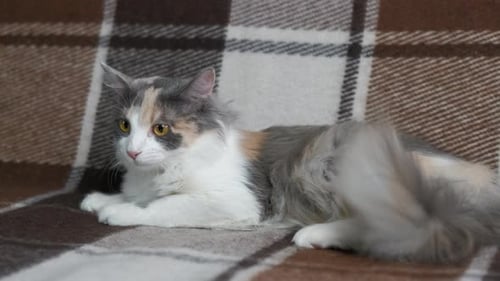 Long-Haired Multi-Colored Cat Resting on Plaid Blanket