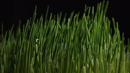 Green Wheat Sprouts Growing on a Dark Background
