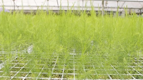 Lush Asparagus Plants Growing in Greenhouse Nursery