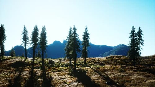 Trees on Meadow Between Hillsides with Conifer Forest