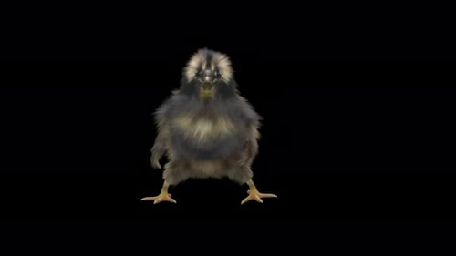 Dancing Fluffy Chick Animation with Transparent Background