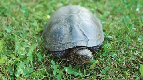 Schildkröte bewegt sich auf frischem grünem Gras