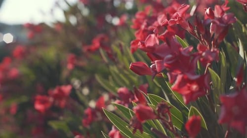 Beautiful Tropical Pink Flowers Frangipani (Plumeria) in South of France