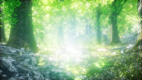 Forest of Beech Trees Illuminated By Sunbeams