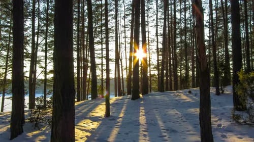 Winter Forest