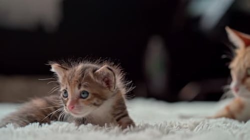 Small Kitten Lying on Carpet Near Another Cat
