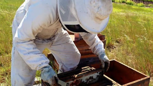 Beekeeper Inspecting Honeycomb at Bee Farm on Sunny Day