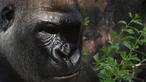 Big Gorilla Eating in a Natural Park