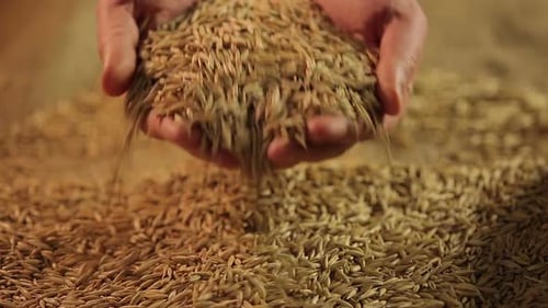 Hands Holding and Releasing Wheat Grains