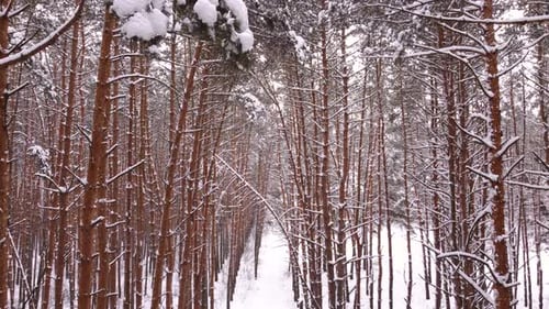 Aerial View Winter Snowy Forest