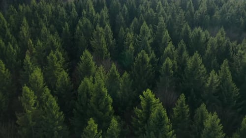 Aerial View of Vibrant Green Coniferous Forest