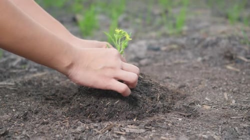 Planting a Seedling in Rural Soil