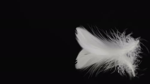 Echte Aufnahme einer fallenden weißen Vogelfeder auf einer schwarzen Spiegeloberfläche mit Auflösung
