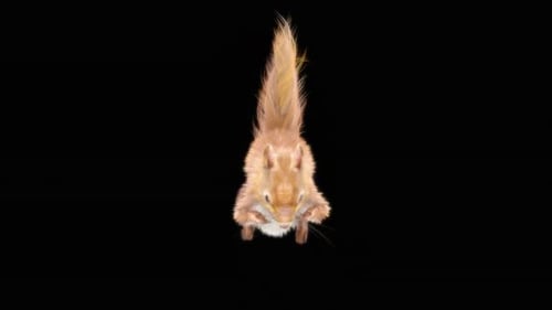 Realistic 3D Animated Squirrel Jumping Up and Down