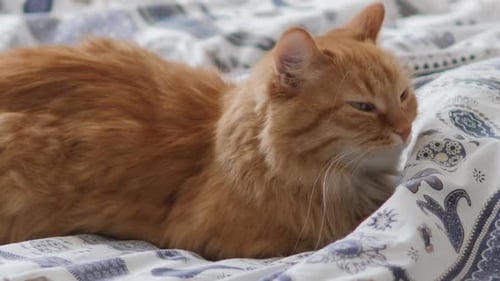 Ginger Cat Sleeping Peacefully on Bed