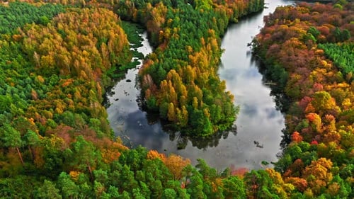 River and brown forest in autumn. Aerial view of wildlife.
