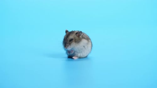 Adorable Hamster Grooms Itself on Blue Background