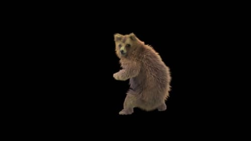 Realistic Brown Bear Standing and Turning Head on Alpha Channel