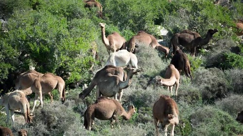 Morocco Camel03