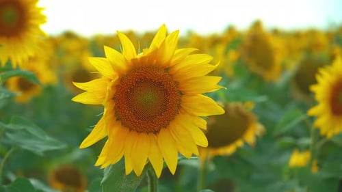 Closeup of Sunflower on Field Background