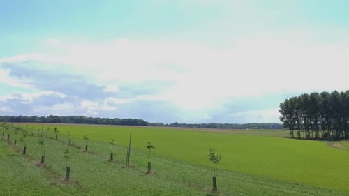 A row of tree saplings in a green grassy field with a bright blue sky.