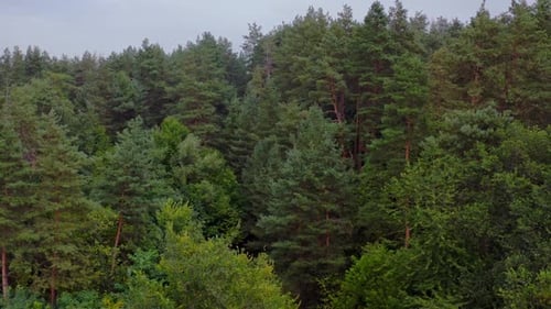 Blick auf den Wald von oben. Luftaufnahme des immergrünen Kiefernwaldes
