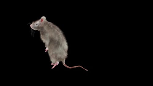 Animated Rat Standing on Hind Legs, Scratching, and Looking Around
