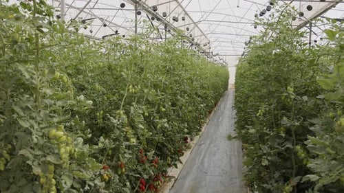 Tomato Plants Growing in Commercial Greenhouse