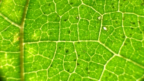 Grüne Blatt-Analyse